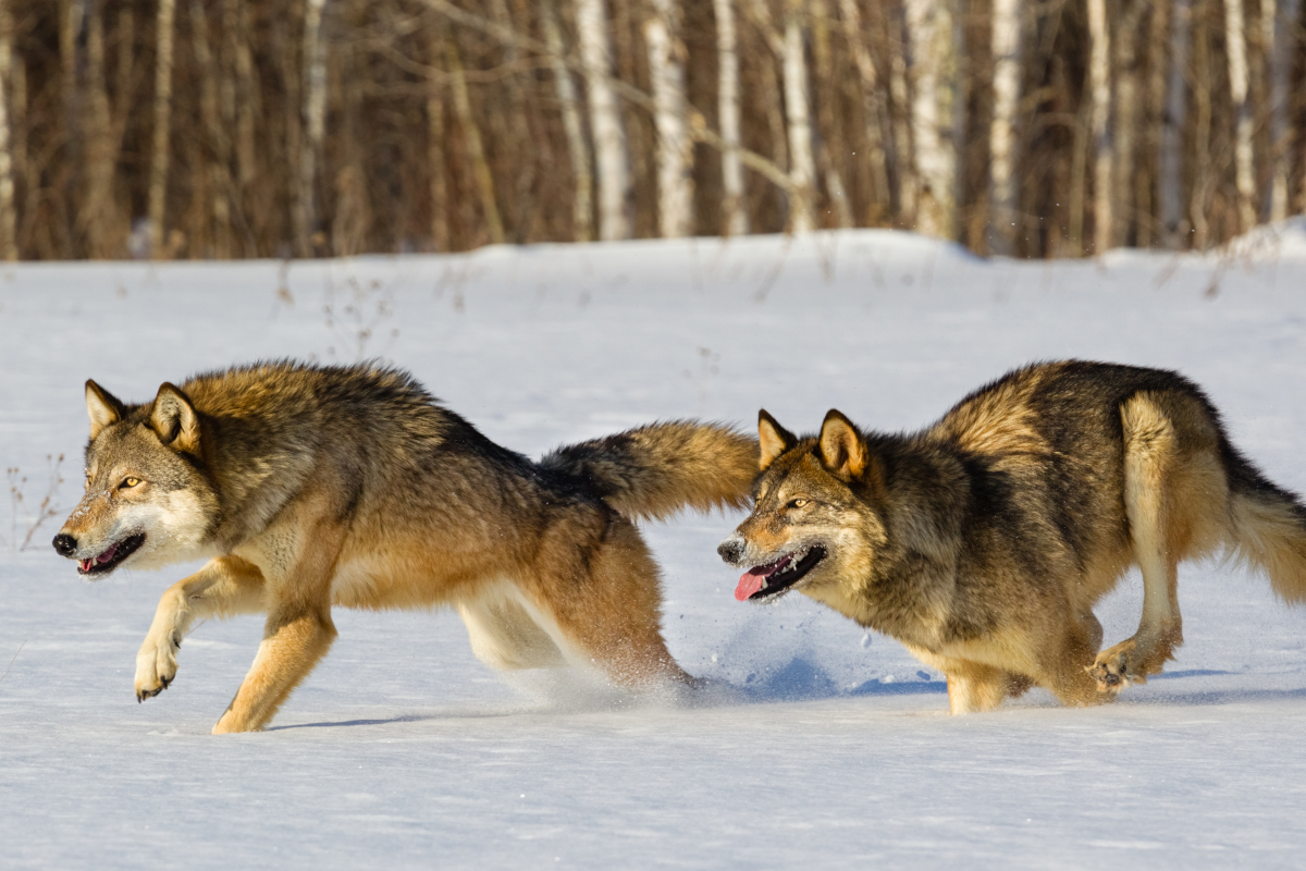 Montana Wolf Hunting