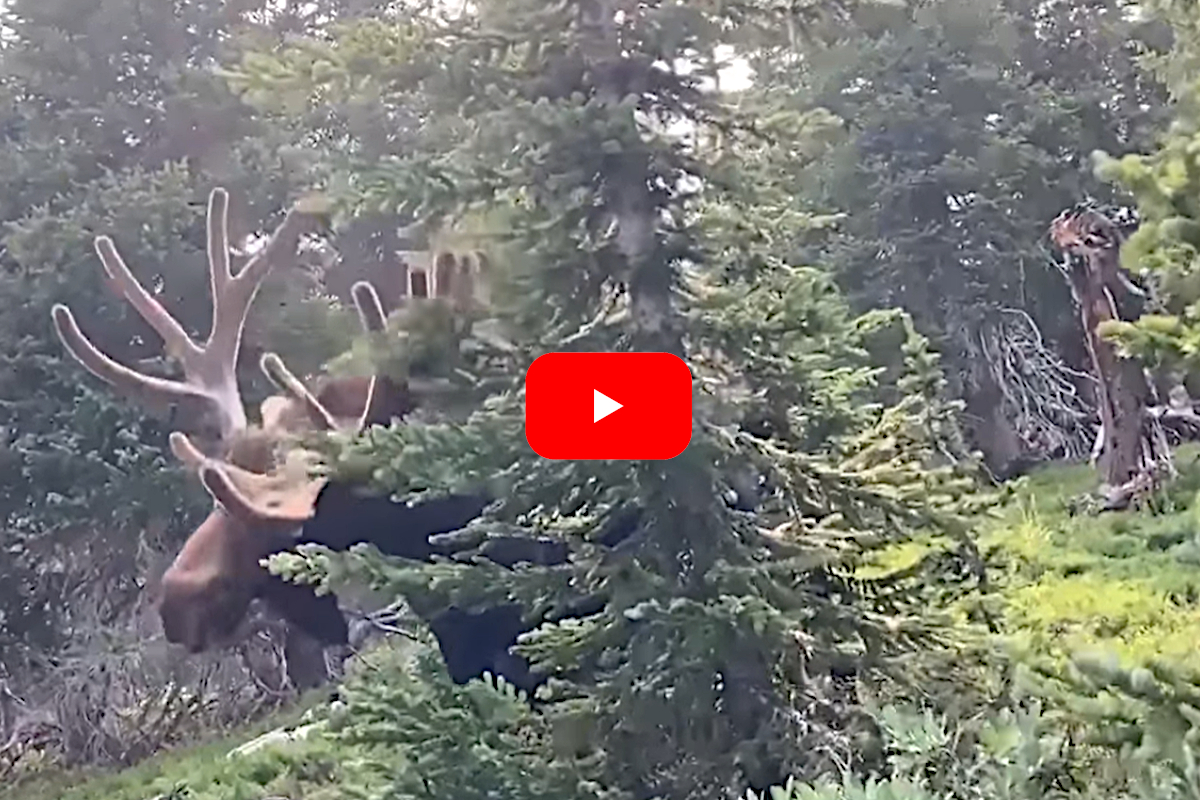 Moose Attack Colorado
