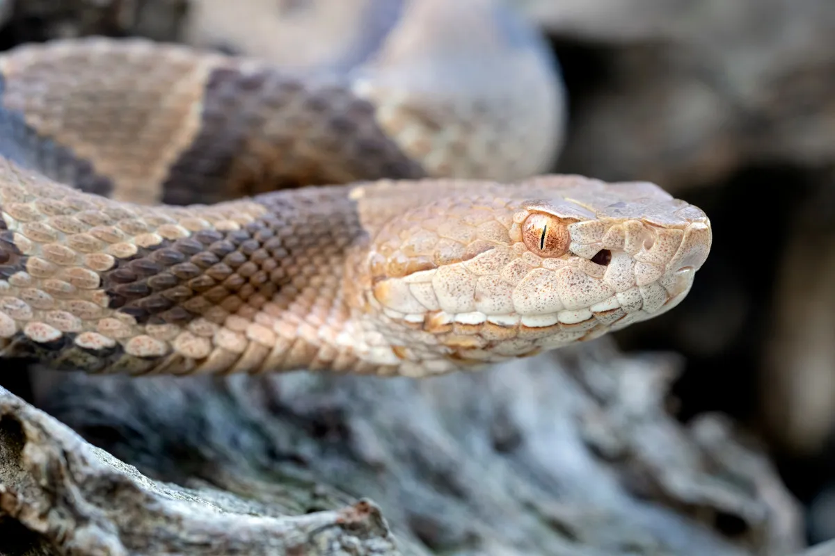 Ohio's Three Venomous Snakes