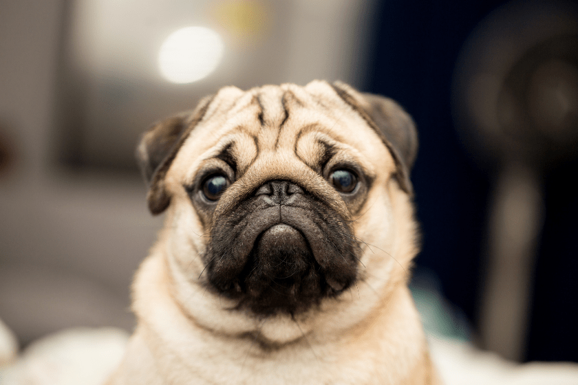 Pug 