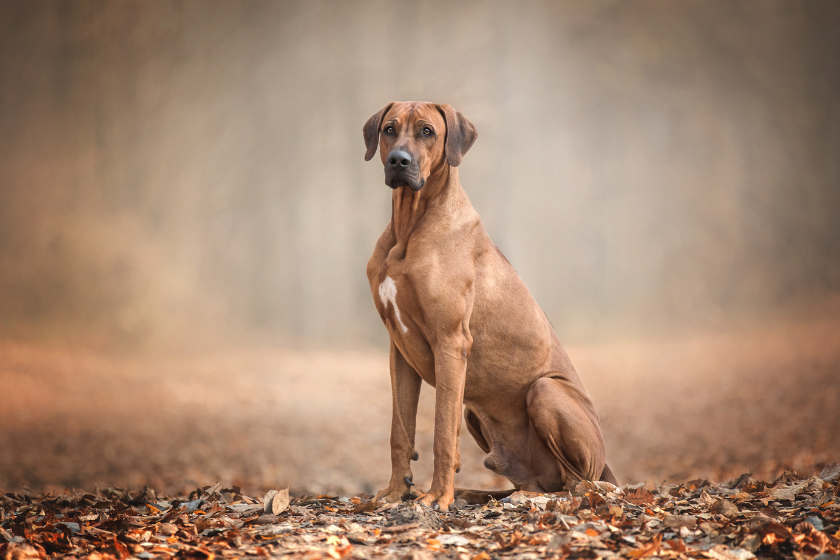 Rhodesian ridgeback sits in leaves