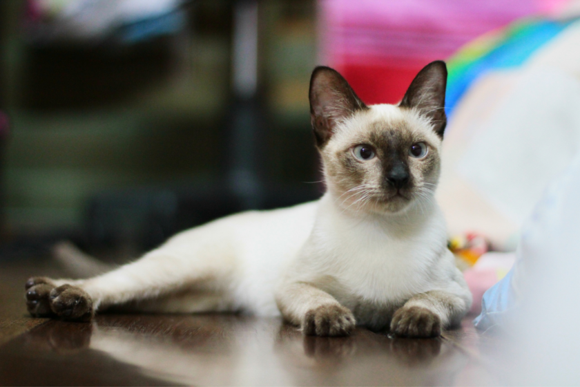 Siamese cat lays on the table.