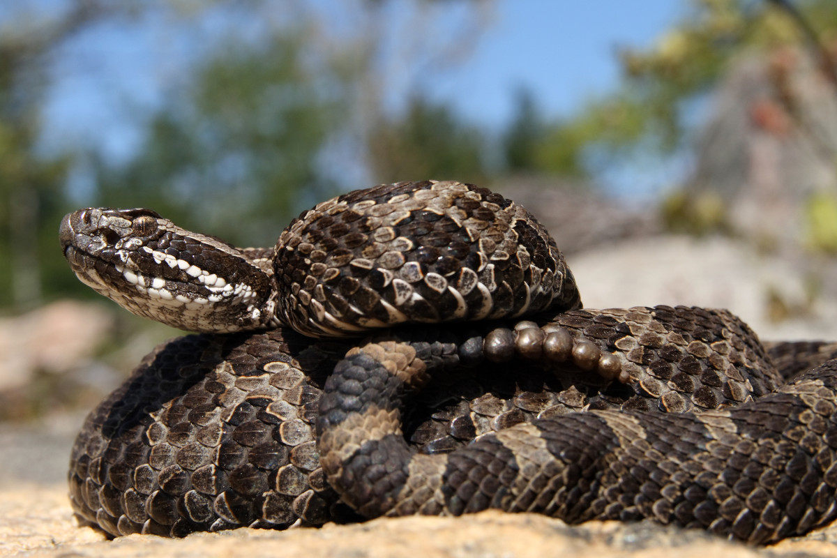 Snakes of Michigan