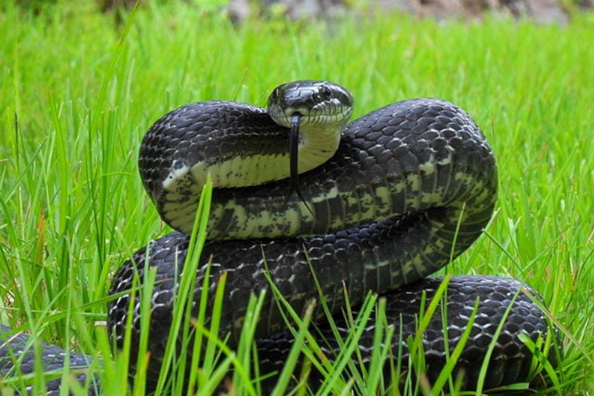 Snakes of Michigan