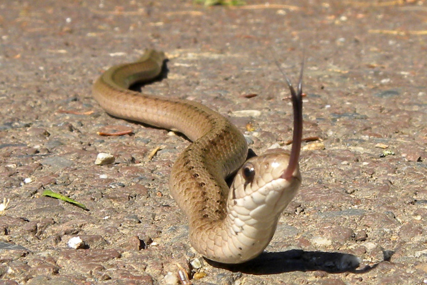 Snakes of Michigan