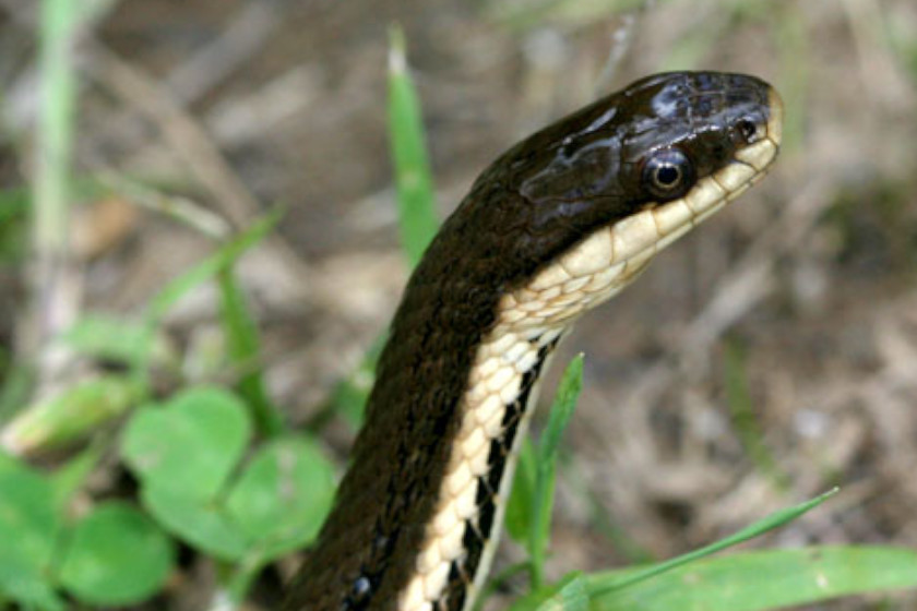 Snakes of Michigan