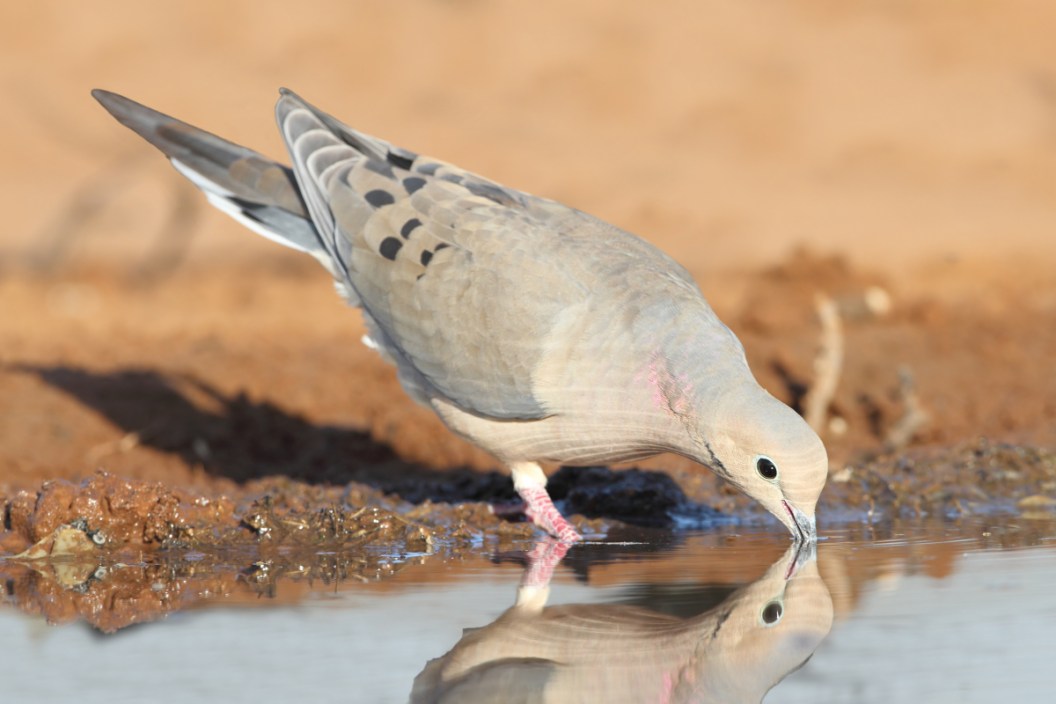 Texas Dove Season