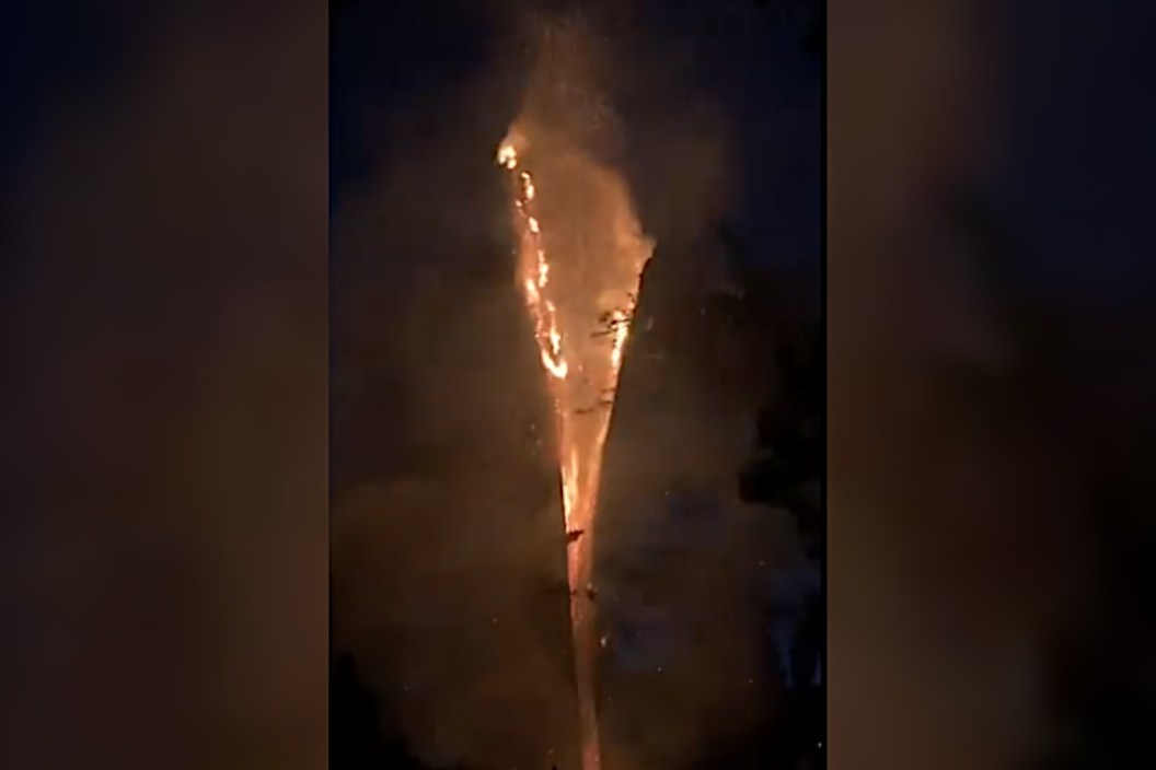Tree Lightning Split