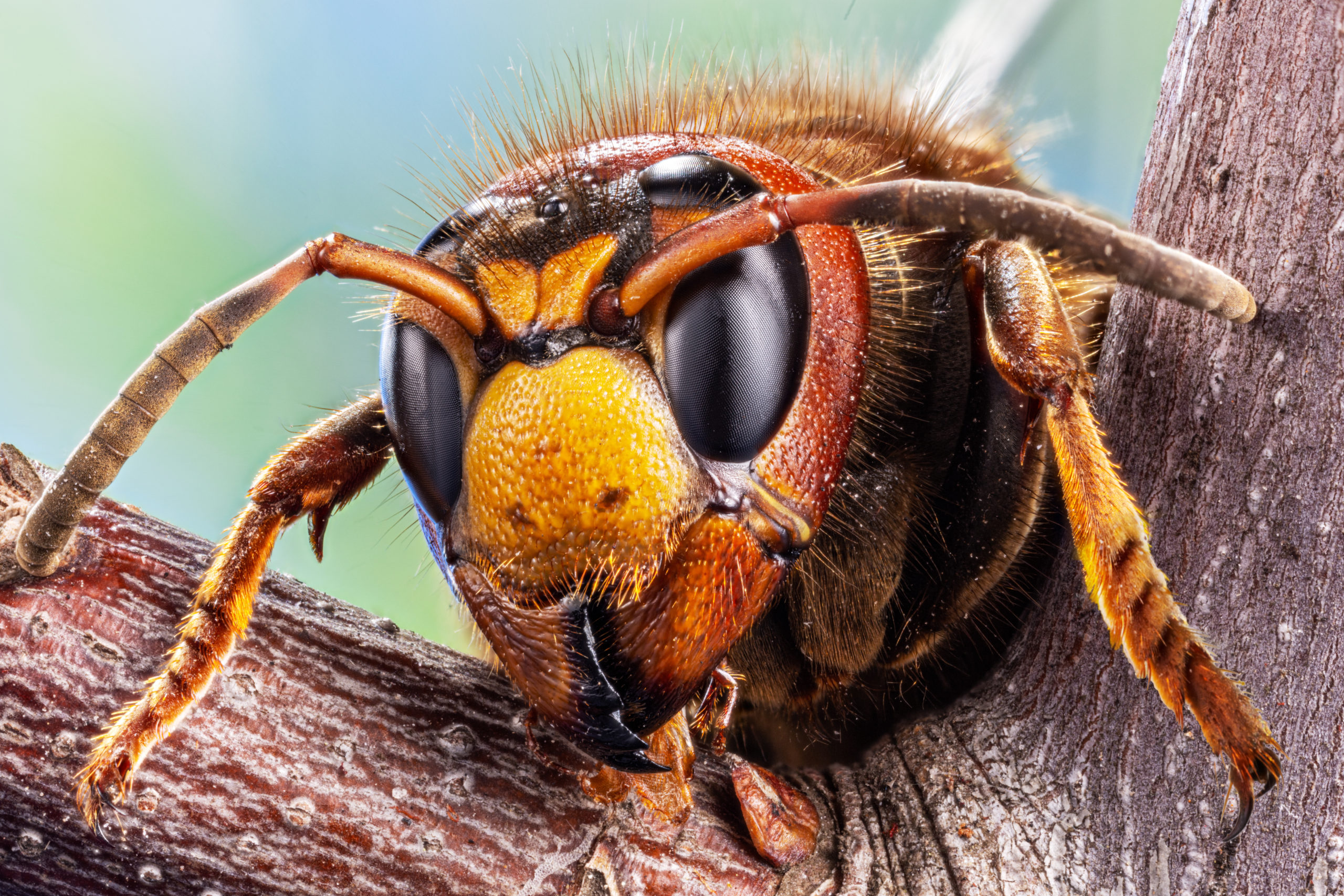 Wasp vs Hornet