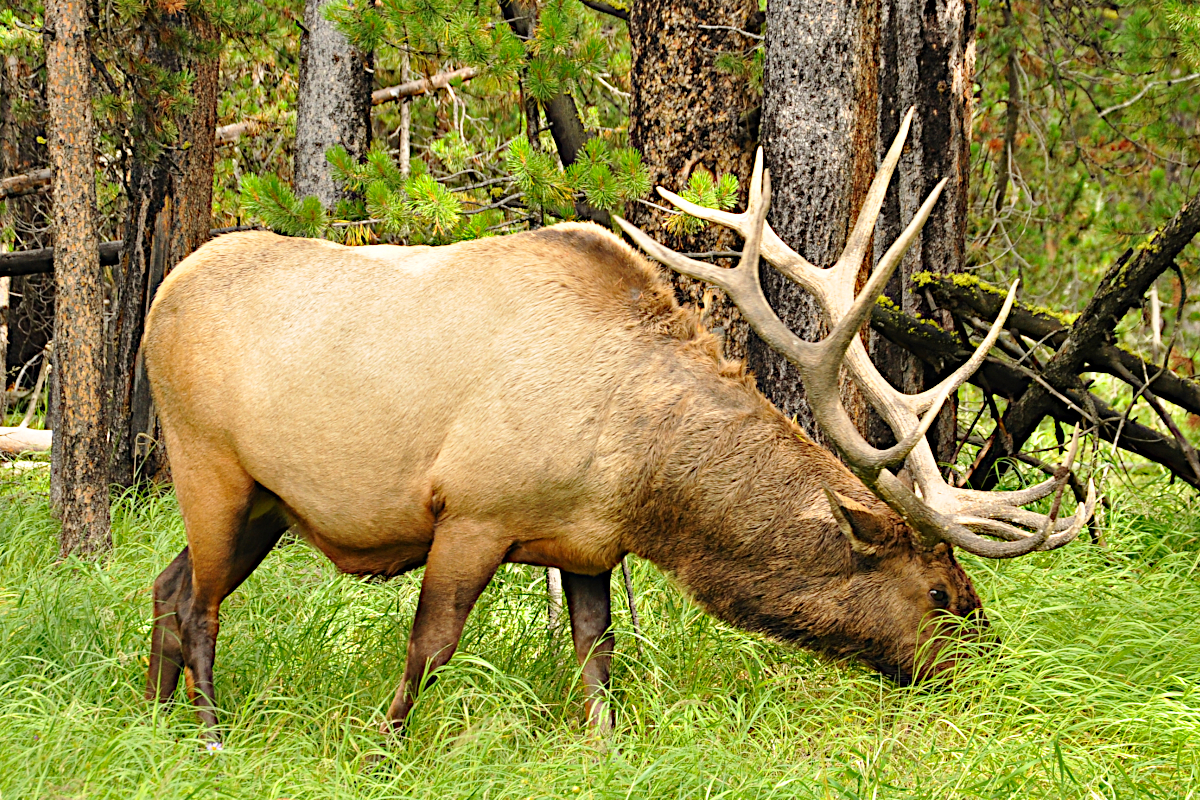 Wyoming Elk Hunting