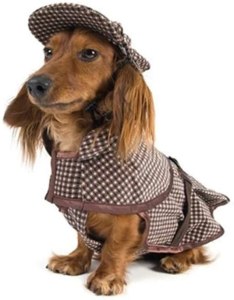 small dog halloween costume