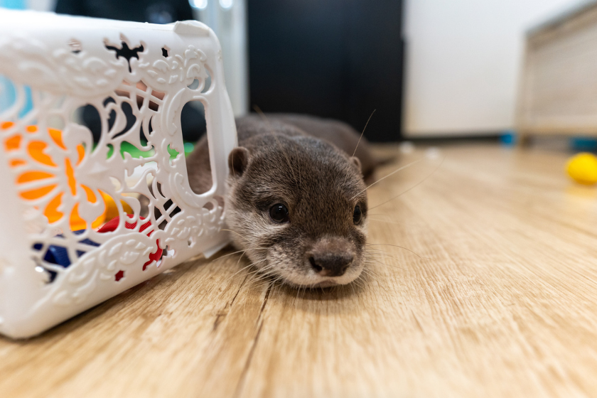 This Asian small-clawed otter is kept indoors.