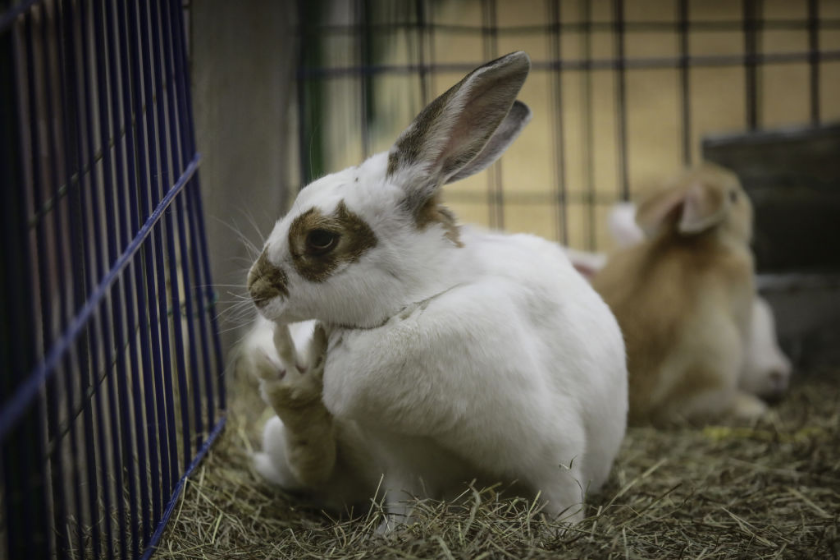 Rabbits are seen in a cage during AgroExpo at Chamber of Commerce in Bogota, Colombia.