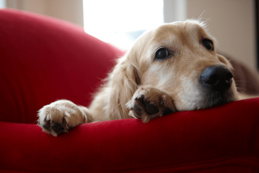 Golden retriever dog lying on sofa.
