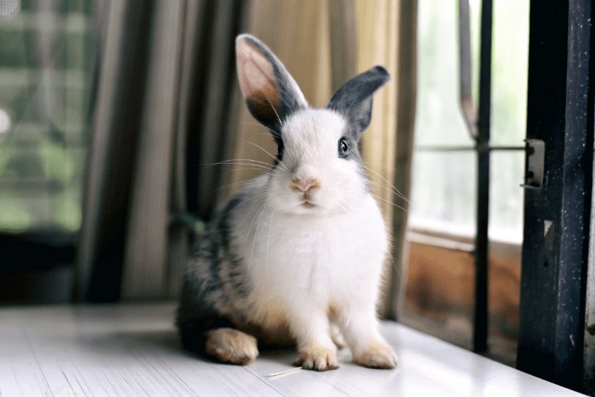 Grey bunny rabbit looking frontward and sitting on desk.