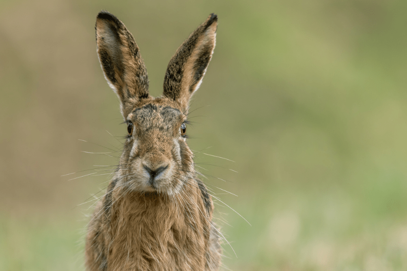 Portrait of an european hare in nature.