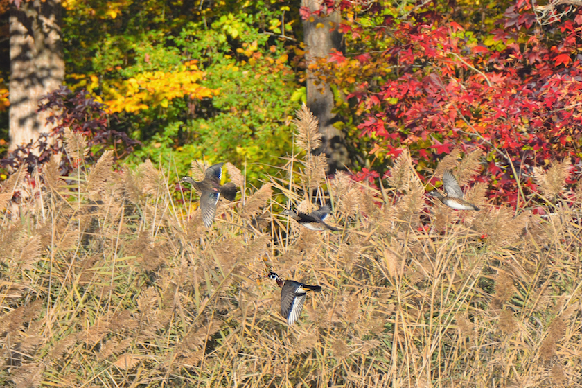 best duck hunting states