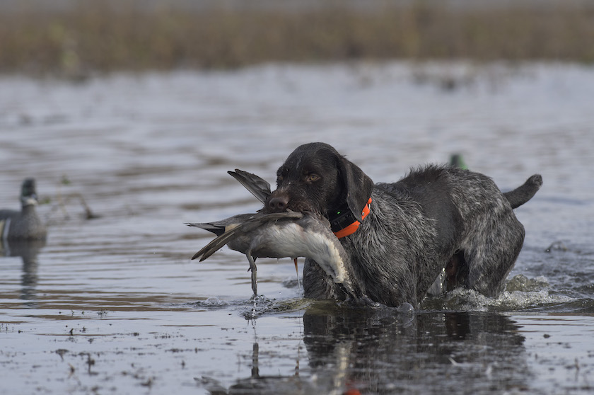 best duck hunting states