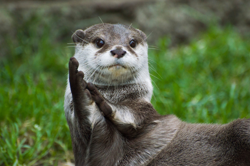 Small otter appears to clapping