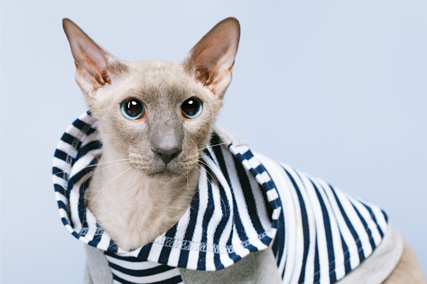 Peterbald