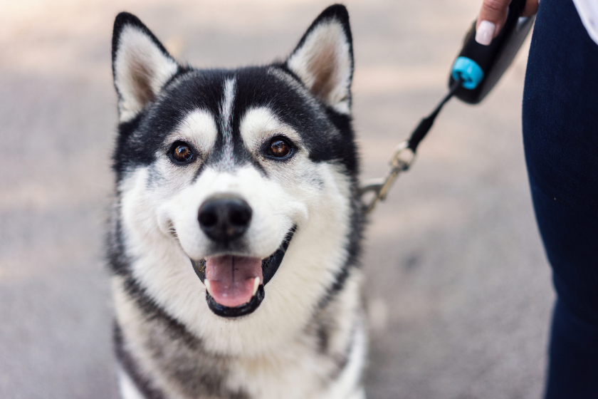 Siberian Husky on leash on walk with owner