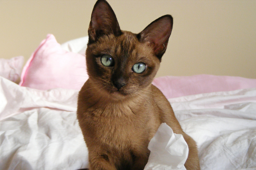 Tonkinese