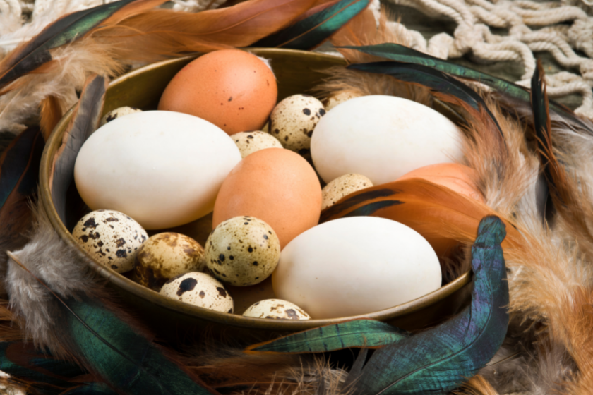 duck eggs with chicken eggs in basket