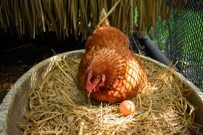 free range chicken hen laying eggs