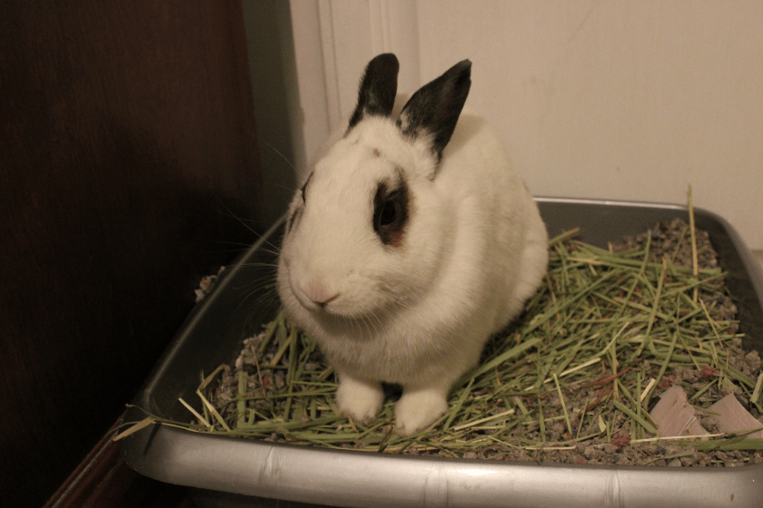 free roam bunny using litter box