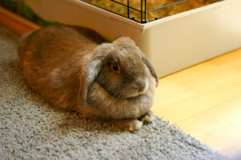 rabbit at home on carpet