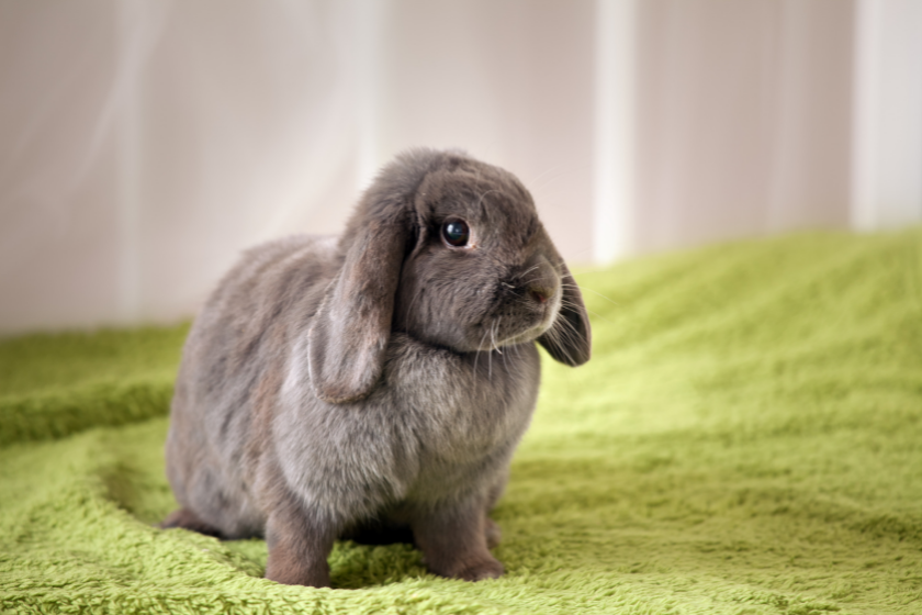 grey bunny on green bedding