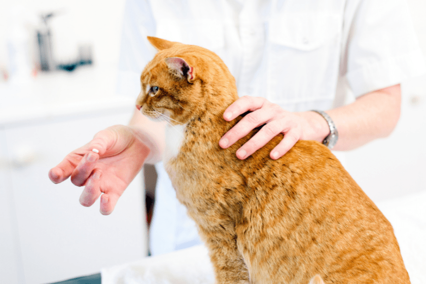 orange cat with pill and white background