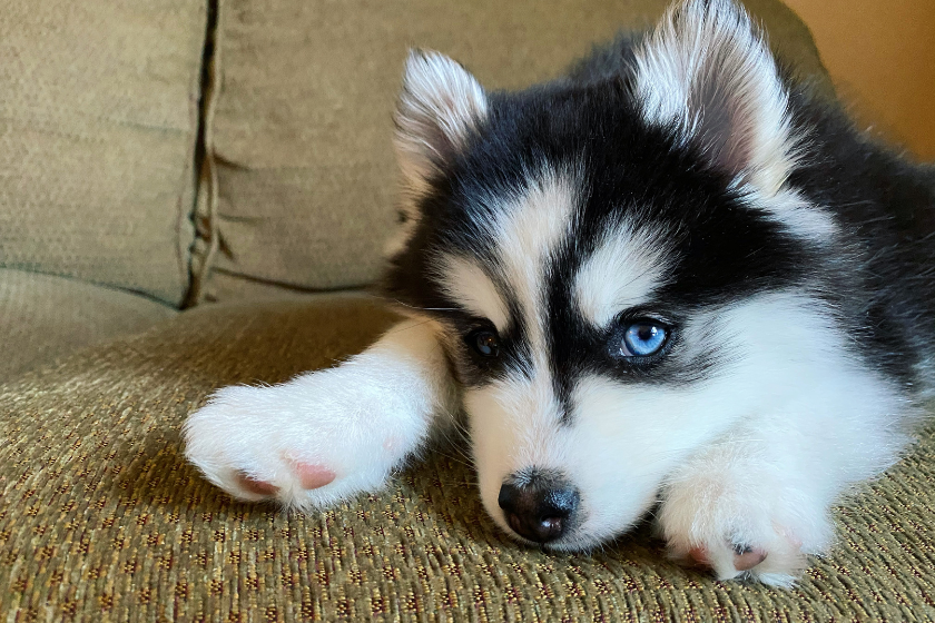 pomsky puppy relaxing on brown couch