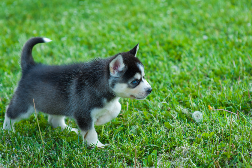 pomsky puppy exercising outside