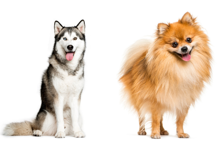 husky and pomeranian side by side on white background