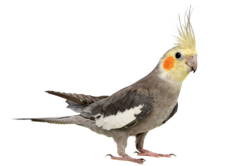 cockatiel standing on white background