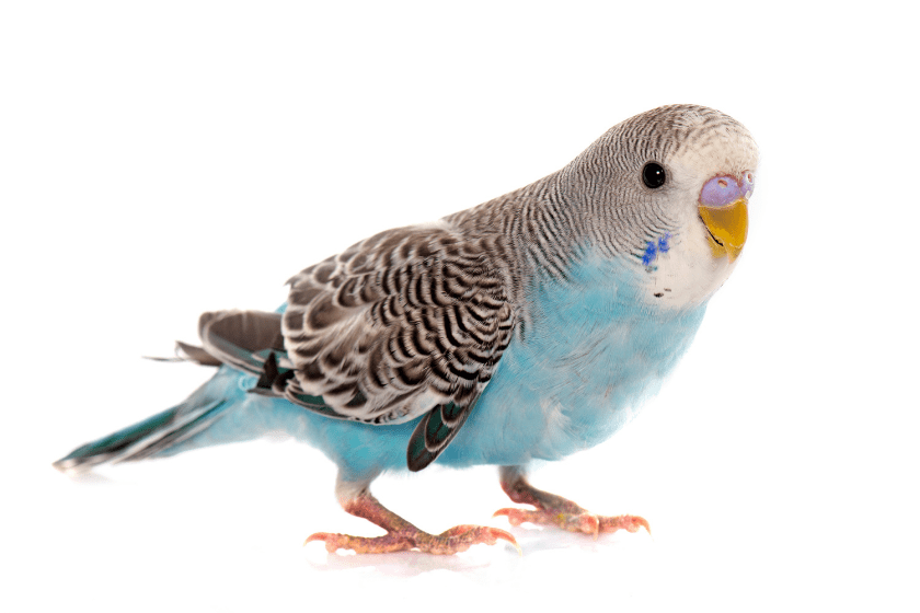 parakeet sitting on white background