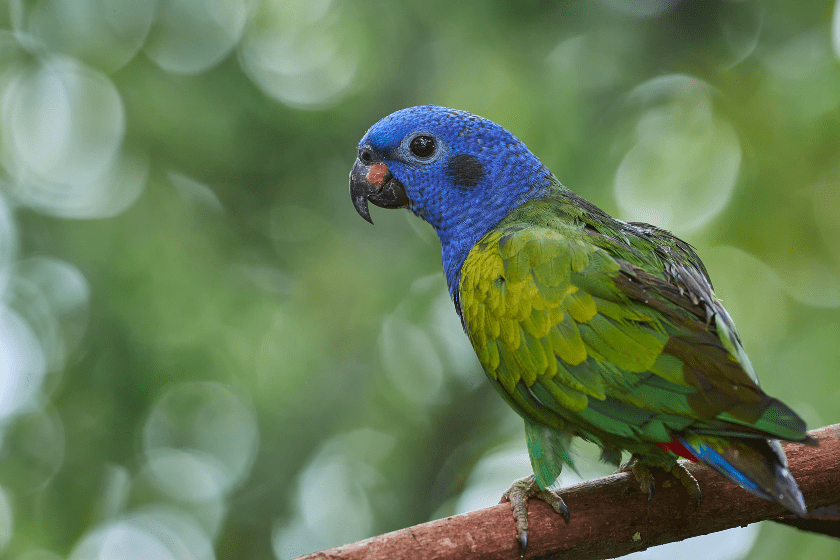 pionus parrot sitting on branch with green background is best bird breed for beginners