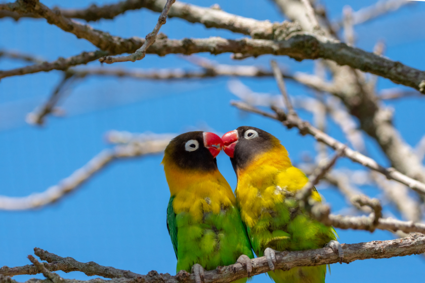 two lovebirds sitting on branch with blue sky
