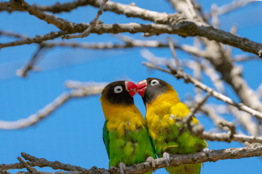 two lovebirds sitting on branch with blue sky