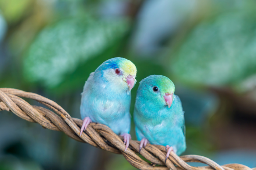 two blue parrotlets sitting on branch together are best bird breeds for beginners