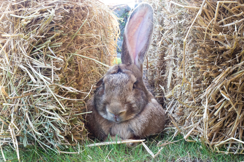 flemish giant rabbit enjoying space between hay