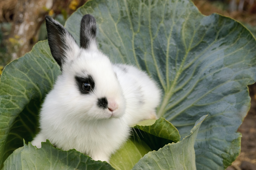 flemish giant rabbit enjoying food