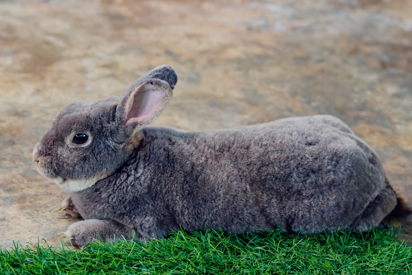 flemish giant rabbit chilling on grass