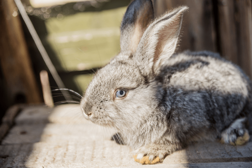 giant rabbit looking at camera