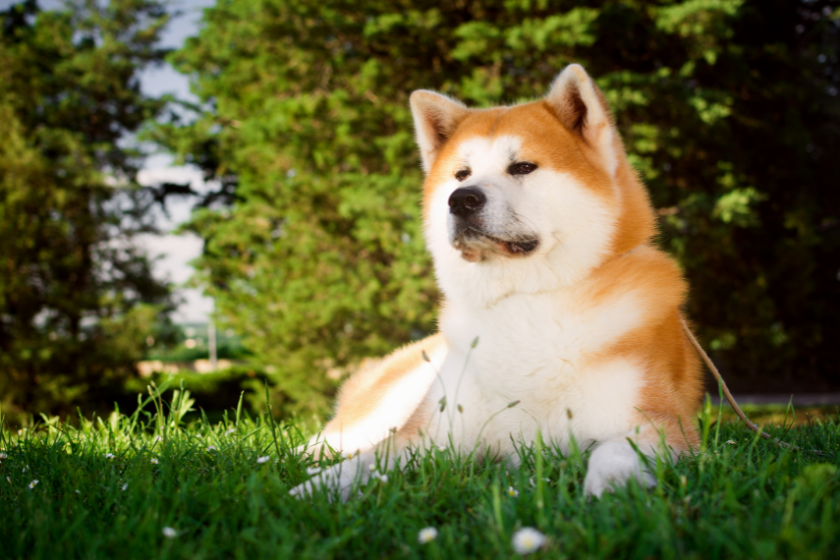 stubborn akita dog in grass