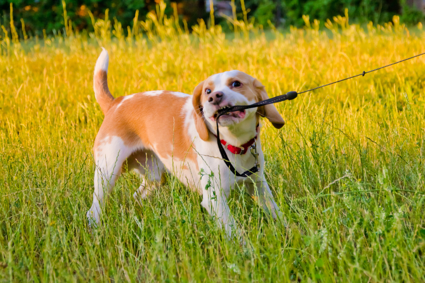 stubborn beagle puppy tugging on leash
