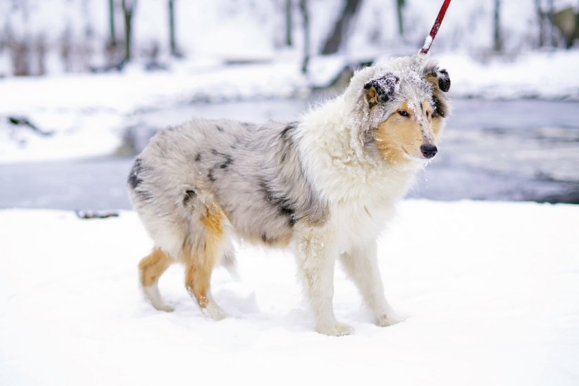 stubborn collie dog won't move in snow