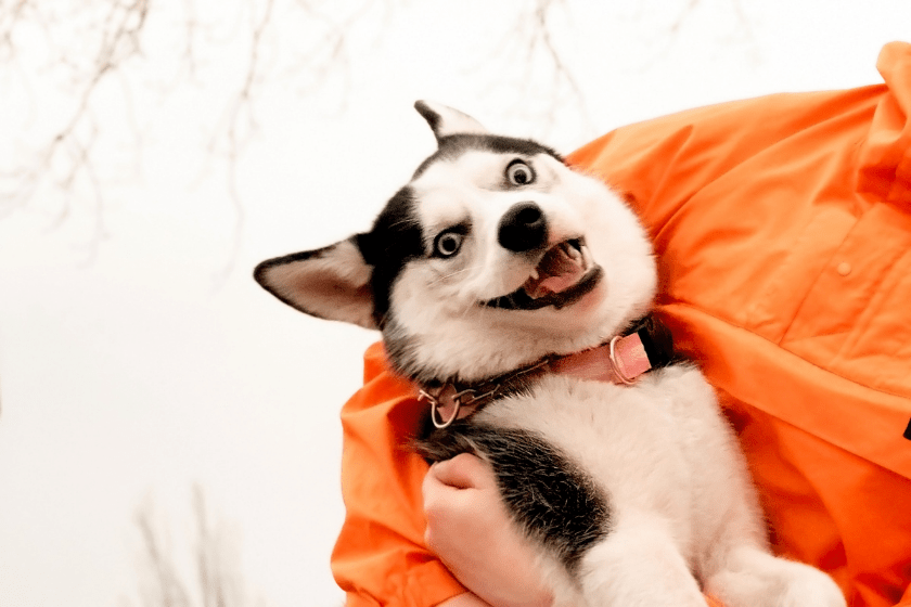 husky puppy being held in snow