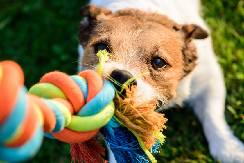 stubborn jack russell dog pulls on rope